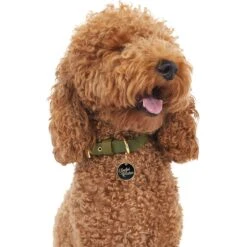 Trill Paws Spoiled Rotten Personalized Dog & Cat ID Tag -PetSafe Kong Shop 272390 PT2. AC SS1800 V1631734601