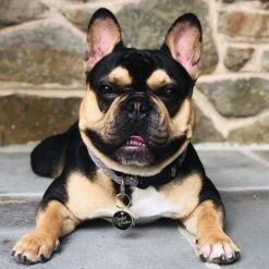 Trill Paws Spoiled Rotten Personalized Dog & Cat ID Tag -PetSafe Kong Shop 272390 PT4. AC SS1800 V1631733992