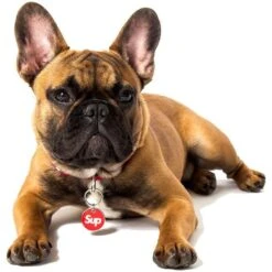 Trill Paws Sup Personalized Dog & Cat ID Tag -PetSafe Kong Shop 272394 PT2. AC SS1800 V1631734311