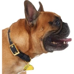 Trill Paws Taco Personalized Dog & Cat ID Tag 6 Trill Paws Taco Personalized Dog & Cat ID Tag -PetSafe Kong Shop 272398 PT2. AC SS1800 V1631734307