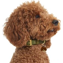 Trill Paws Teddy Personalized Dog & Cat ID Tag -PetSafe Kong Shop 272400 PT2. AC SS1800 V1613603174