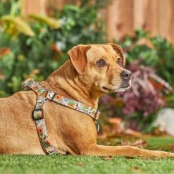 STAR WARS THE MANDALORIAN GROGU Pumpkin Dog Harness -PetSafe Kong Shop 272936 PT8. AC SS1800 V1623879767