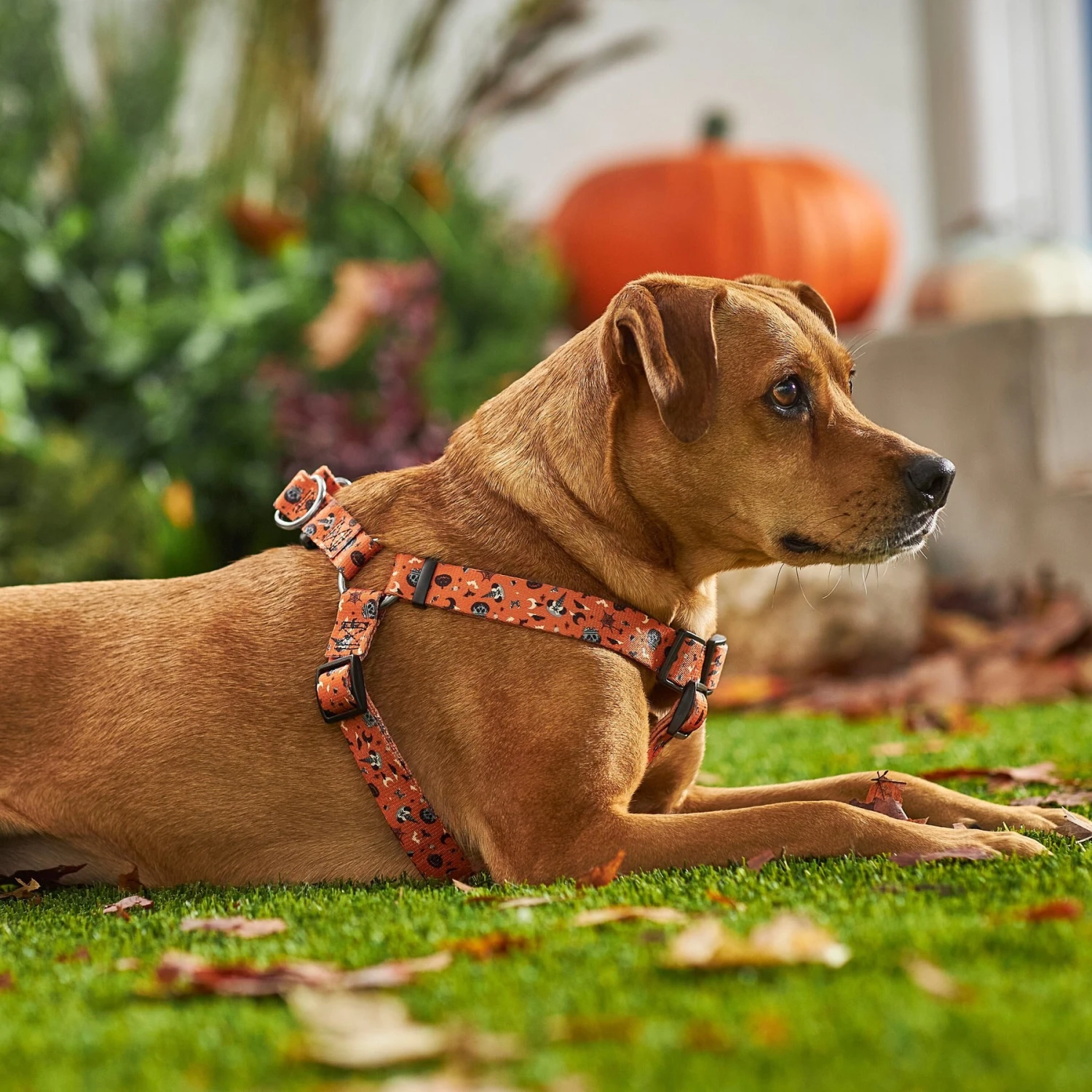 Disney Minnie Halloween Dog Harness 5 Disney Minnie Halloween Dog Harness - Image 5