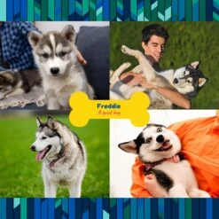 Frisco "Contemporary #2" Ceramic Photo Tile With Stand -PetSafe Kong Shop 276919 PT2. AC SS1800 V1625685369