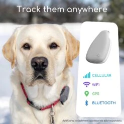 Jiobit GPS Dog & Cat Location Monitor -PetSafe Kong Shop 276939 PT2. AC SS1800 V1623180756