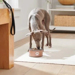 Frisco Paw Print Non-Skid Stainless Steel Dog & Cat Bowl -PetSafe Kong Shop 277546 PT2. AC SS1800 V1630346697