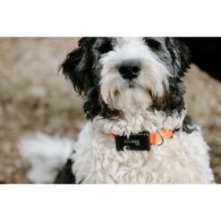 Cube Real Time GPS Dog & Cat Tracker -PetSafe Kong Shop 277593 PT4. AC SS1800 V1657656508