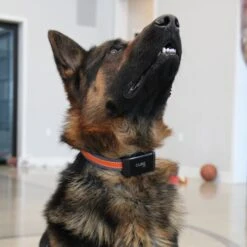 Cube GPS Dog & Cat Collar Clips, 3 Count -PetSafe Kong Shop 277595 PT2. AC SS1800 V1614296252