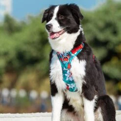 Chai's Choice Best Tropic Thunder Edition No-Pull Dog Harness -PetSafe Kong Shop 277690 PT5. AC SS1800 V1614875261