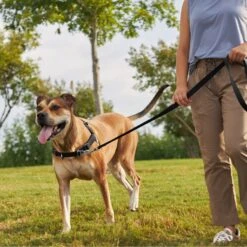 Frisco Basic No Pull Harness -PetSafe Kong Shop 277873 PT4. AC SS1800 V1629816999