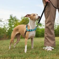 Frisco Padded Reflective No Pull Harness -PetSafe Kong Shop 277892 PT4. AC SS1800 V1629816716