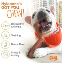 Nylabone Power Chew Bison Bone Alternative Nylon Dog Chew Toy, Large 12 Nylabone Power Chew Bison Bone Alternative Nylon Dog Chew Toy, Large -PetSafe Kong Shop 278144 PT3. AC SS1800 V1663019097