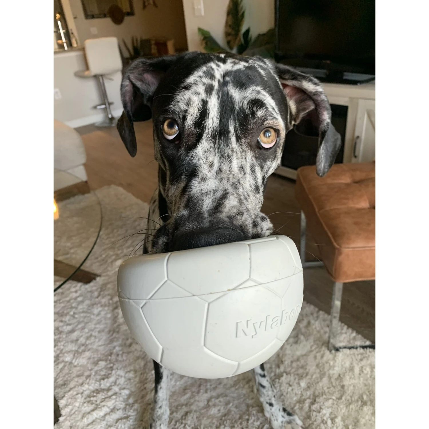 Nylabone Power Play Gripz Soccer Ball Dog Toy 2 Nylabone Power Play Gripz Soccer Ball Dog Toy - Image 2