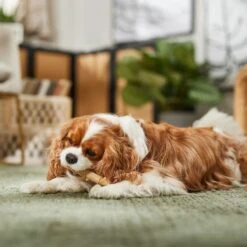 Ethical Pet Bambone & Bamboo Chicken Dog Toy 9 Ethical Pet Bambone & Bamboo Chicken Dog Toy -PetSafe Kong Shop 278517 PT4. AC SS1800 V1682711080