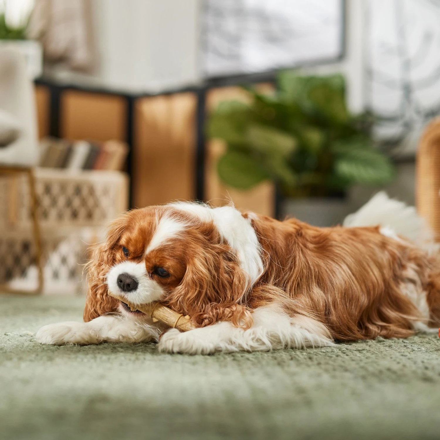 Ethical Pet Bambone & Bamboo Chicken Dog Toy 5 Ethical Pet Bambone & Bamboo Chicken Dog Toy - Image 5