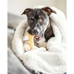 Nylabone Power Chew Nylon Dog Bones Bundle Chicken, Bacon & Peanut Butter 11 Nylabone Power Chew Nylon Dog Bones Bundle Chicken, Bacon & Peanut Butter -PetSafe Kong Shop 279847 PT2. AC SS1800 V1680645001