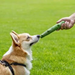 Petstages Dogwood Dog Chew Toy, Large, 2 Count 15 Petstages Dogwood Dog Chew Toy, Large, 2 Count -PetSafe Kong Shop 280204 PT6. AC SS1800 V1636497701