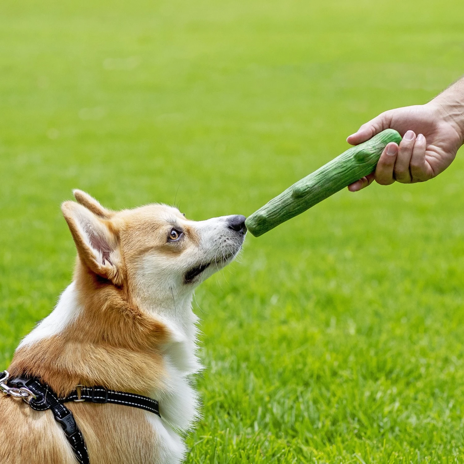 Petstages Dogwood Dog Chew Toy, Large, 2 Count 7 Petstages Dogwood Dog Chew Toy, Large, 2 Count - Image 7