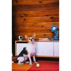 Wyze Cam V3 Pet Camera 11 Wyze Cam V3 Pet Camera -PetSafe Kong Shop 280275 PT3. AC SS1800 V1641336112