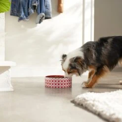 Disney Mickey Mouse Red Deco No-Skid Ceramic Dog & Cat Bowl -PetSafe Kong Shop 280602 PT2. AC SS1800 V1629987211