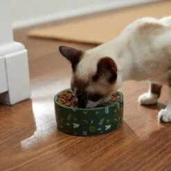 Disney Mickey Mouse Holiday Non-Skid Ceramic Dog & Cat Bowl 8 Disney Mickey Mouse Holiday Non-Skid Ceramic Dog & Cat Bowl -PetSafe Kong Shop 280620 PT3. AC SS1800 V1629986930