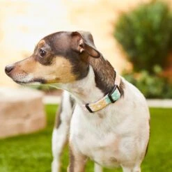 Frisco Pastel Tie Dye Polyester Personalized Dog Collar -PetSafe Kong Shop 280770 PT4. AC SS1800 V1621275733