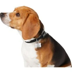 Frisco Chewy Stainless Steel Personalized Dog ID Tag With Enamel Infill -PetSafe Kong Shop 281945 PT6. AC SS1800 V1624334875