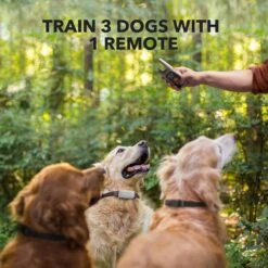 DogCare EC11 Dog Training System -PetSafe Kong Shop 282777 PT3. AC SS1800 V1618012914
