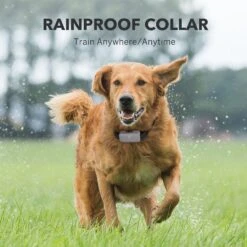 DogCare EC11 Dog Training System -PetSafe Kong Shop 282777 PT5. AC SS1800 V1618002417