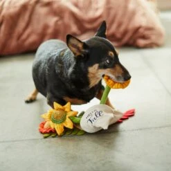 Frisco Fall Bouquet Of Flowers Plush Squeaky Dog Toy -PetSafe Kong Shop 285599 PT3. AC SS1800 V1629725293