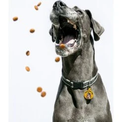 Quick-Tag Star Wars BB-8 How I Roll Circle Personalized Dog & Cat ID Tag 7 Quick-Tag Star Wars BB-8 How I Roll Circle Personalized Dog & Cat ID Tag -PetSafe Kong Shop 286306 PT3. AC SS1800 V1619216829