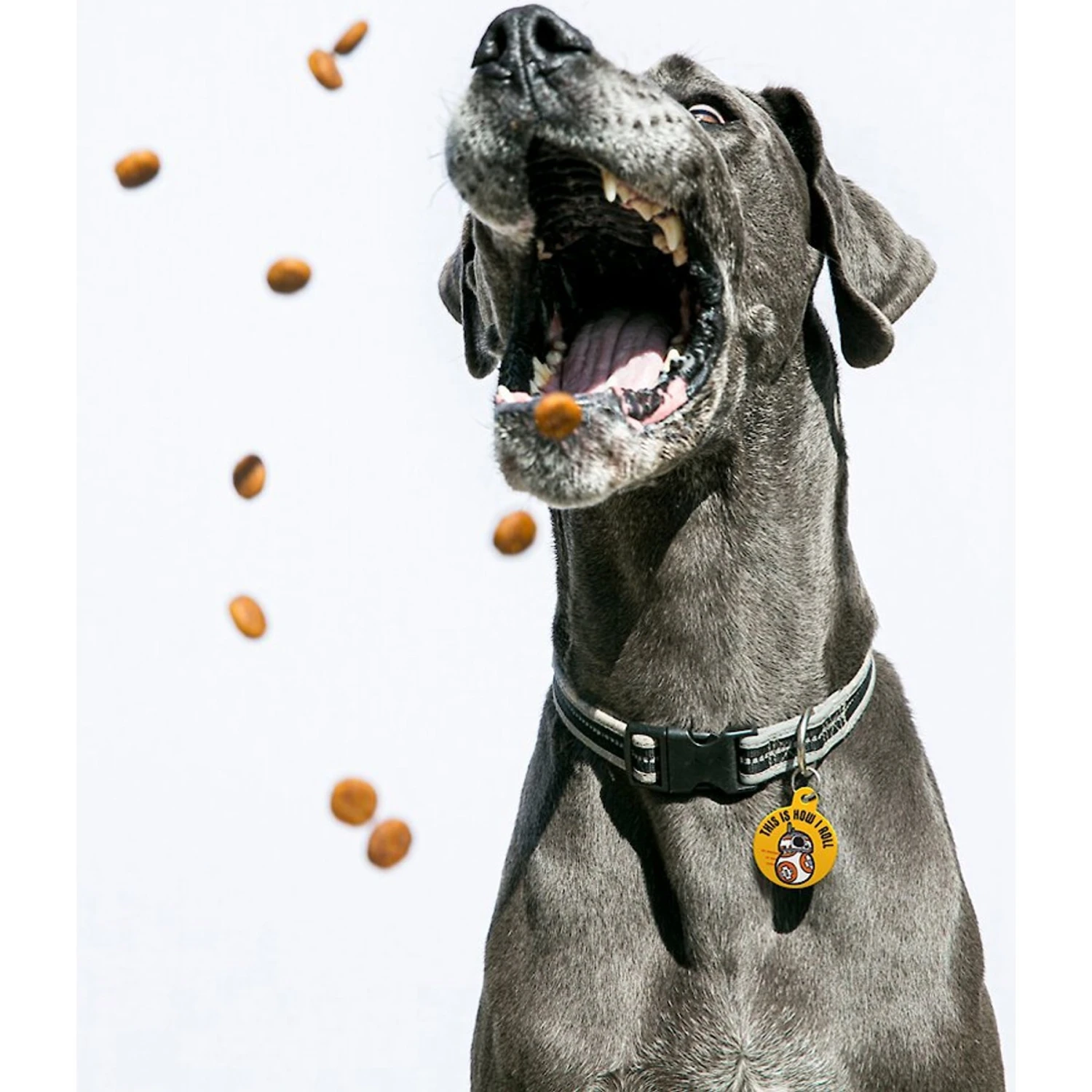 Quick-Tag Star Wars BB-8 How I Roll Circle Personalized Dog & Cat ID Tag 4 Quick-Tag Star Wars BB-8 How I Roll Circle Personalized Dog & Cat ID Tag - Image 4