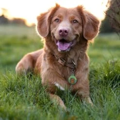 Quick-Tag Star Wars Ewok Treats Plz Circle Personalized Dog & Cat ID Tag -PetSafe Kong Shop 286308 PT3. AC SS1800 V1619216830