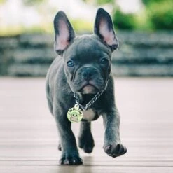 Quick-Tag Star Wars The Mandalorian's The Child Baby Yoda All Ears Circle Personalized Dog & Cat ID Tag -PetSafe Kong Shop 286320 PT3. AC SS1800 V1619217113