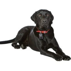 Quick-Tag Star Wars Darth Vader Dark Side Military Personalized Dog & Cat ID Tag 7 Quick-Tag Star Wars Darth Vader Dark Side Military Personalized Dog & Cat ID Tag -PetSafe Kong Shop 286329 PT3. AC SS1800 V1619215642