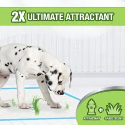 Four Paws Wee-Wee Ultimate Attractant Dog Pee Pads With Grass Scent 10 Four Paws Wee-Wee Ultimate Attractant Dog Pee Pads With Grass Scent -PetSafe Kong Shop 286422 PT2. AC SS1800 V1619847185