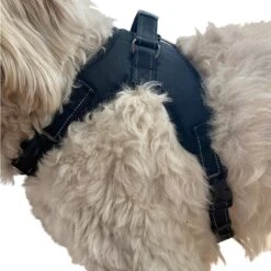 Labra Dog Chest Harness