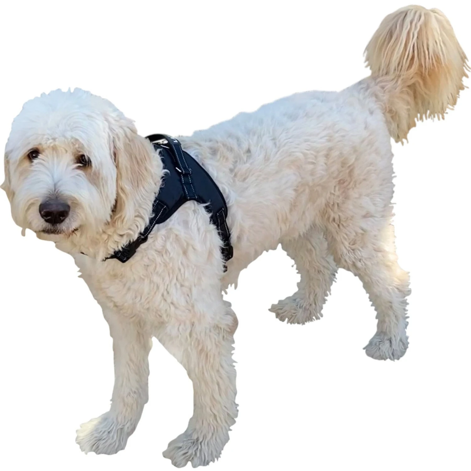 Labra Dog Chest Harness 2 Labra Dog Chest Harness - Image 2