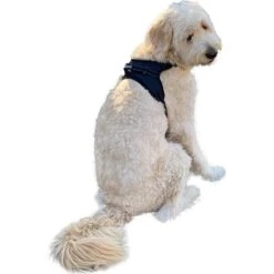Labra Dog Chest Harness 5 Labra Dog Chest Harness -PetSafe Kong Shop 286980 PT2. AC SS1800 V1617847967