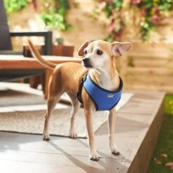 Frisco Padded Step-In Harness -PetSafe Kong Shop 287451 PT8. AC SS1800 V1631669389