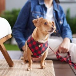 Frisco Fashion Over-The-Head Harness, Blue Plaid -PetSafe Kong Shop 287472 PT8. AC SS1800 V1632316407