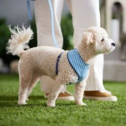 Frisco Fashion Over-The-Head Harness, Striped -PetSafe Kong Shop 287479 PT8. AC SS1800 V1632315513