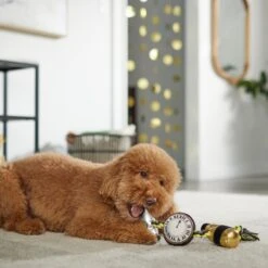 Frisco New Year's Eve Midnight Countdown Plush With Rope Squeaky Dog Toy -PetSafe Kong Shop 288478 PT3. AC SS1800 V1638289625