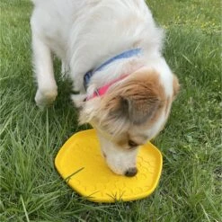 Project Hive Pet Company Frisbee Dog Toy 11 Project Hive Pet Company Frisbee Dog Toy -PetSafe Kong Shop 289448 PT5. AC SS1800 V1620168426