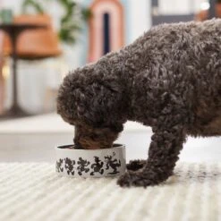 Disney Mickey Mouse Non-Skid Ceramic Dog & Cat Bowl 8 Disney Mickey Mouse Non-Skid Ceramic Dog & Cat Bowl -PetSafe Kong Shop 291422 PT2. AC SS1800 V1633979437