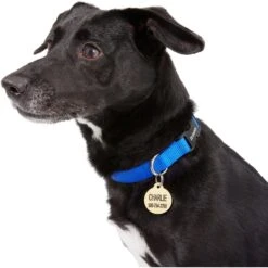 Frisco Brass Personalized Dog & Cat ID Tag, Round -PetSafe Kong Shop 296194 PT6. AC SS1800 V1628186507