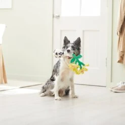 Frisco Brunch Flowers Plush Squeaky Dog Toy -PetSafe Kong Shop 297270 PT2. AC SS1800 V1642088292