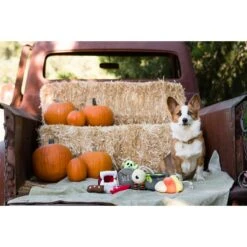 P.L.A.Y. Pet Lifestyle And You Howling Haunts Squeaky Dog Toy, 5 Count 10 P.L.A.Y. Pet Lifestyle And You Howling Haunts Squeaky Dog Toy, 5 Count -PetSafe Kong Shop 297638 PT2. AC SS1800 V1621028055