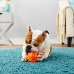 Frisco Fetch Squeaky TPR Ball Dog Toy & Bones & Chews Pig Ear Chews Dog Treats 8 Frisco Fetch Squeaky TPR Ball Dog Toy & Bones & Chews Pig Ear Chews Dog Treats -PetSafe Kong Shop 297964 PT3. AC SS1800 V1623252759