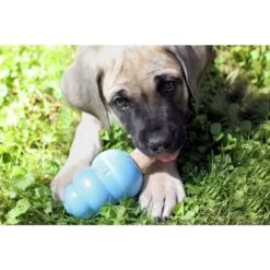 KONG Puppy Activity Ball Dog Toy, Color Varies & KONG Stuff'N Puppy Ziggies Dog Treats 17 KONG Puppy Activity Ball Dog Toy, Color Varies & KONG Stuff'N Puppy Ziggies Dog Treats -PetSafe Kong Shop 298188 PT8. AC SS1800 V1621303337